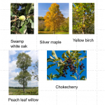 Tree Pack - Wetland soils